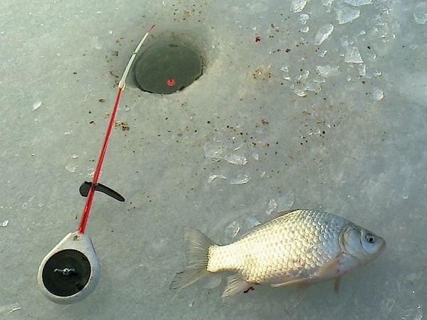 5. Кто существует для того, чтобы «карась не дремал»?