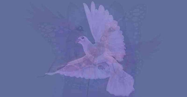 Итак, вы увидели голубя!