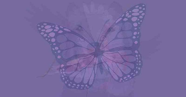 Итак, вы увидели бабочку!