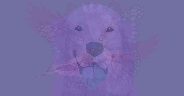 Итак, вы увидели собаку!