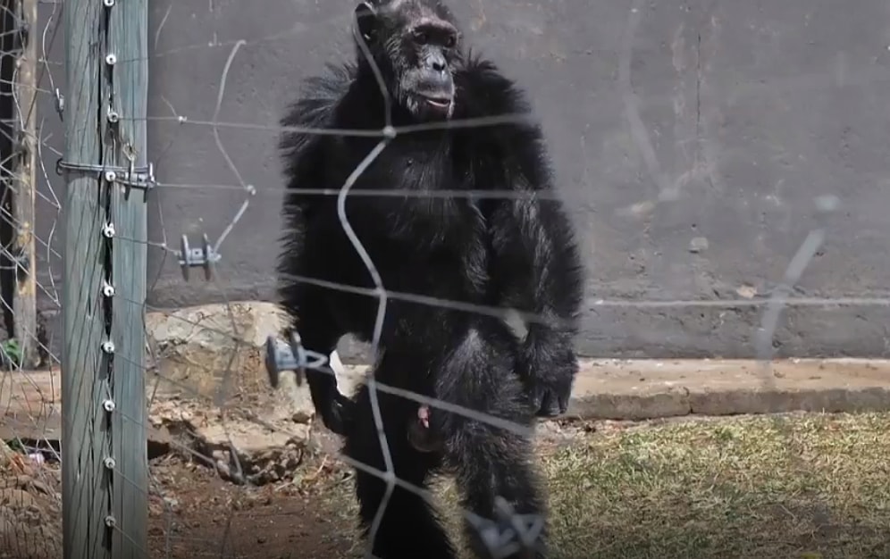 Yıllarca Kafeste Yaşamaya Zorlandıktan Sonra Kurtarılan ve Dört Ayak Üzerinde Durmayı Unutan Şempanzelerin Üzücü Hikayesi