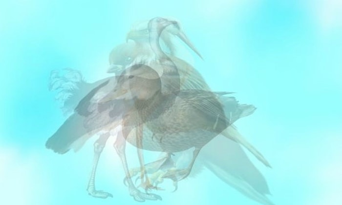 Тест: Птица, которую вы увидели первой, поведает о вашей исключительной черте характера