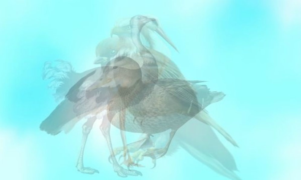 Тест: Птица, которую вы увидели первой, поведает о вашей исключительной черте характера