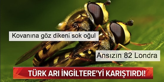 Türkiye'ye Tatile Gelen Aileyle İngiltere'ye Dönen Türk Arıya Yapılan Yorumlar Gülmekten Karnınızı Ağrıtacak