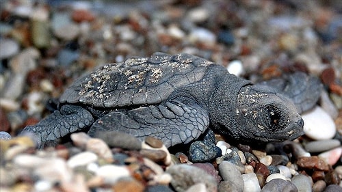 Caretta Caretta Alanında Drift Yaptı, Kendisini Uyaran Kişiyi Darp Etti: Sürücüye 60 Bin TL Para Cezası