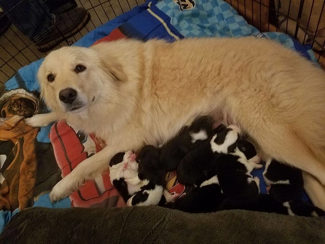 1. Facebook sayesinde kendisine yavru bulunan köpek: