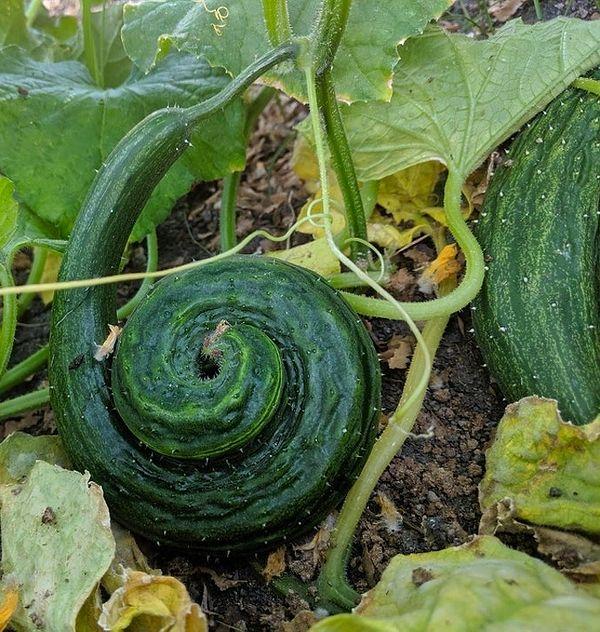 11. Bahçede yetiştirilen bu salatalığın şekli