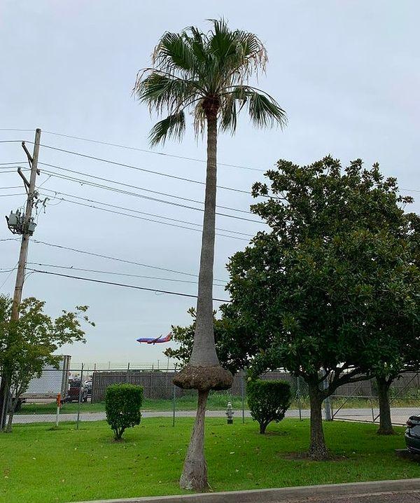 19. İlginç bir şekilde büyüyen palmiye ağacı