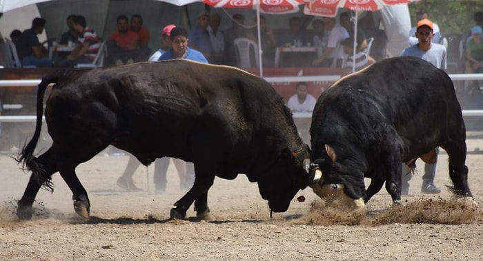 İptal Kararı İptal Edildi: Kumluca'daki Festivalde Boğa Güreşlerine İzin Çıktı