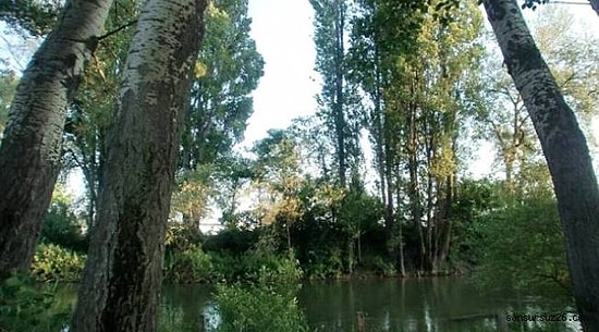 Maden Sahası İçin 'ÇED Olumlu Kararı' Verildi: Eskişehir'de 31 Bin Hektarlık Alanda Yüz Binlerce Ağaç Katledilecek