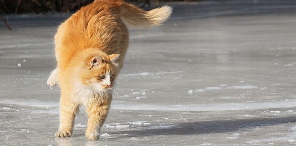 12. Выберите правильное написание: