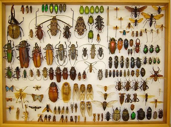 13. Böceklerin toplam nüfusunun insanlarınkinden milyar kez fazla olduğu tahmin ediliyor.