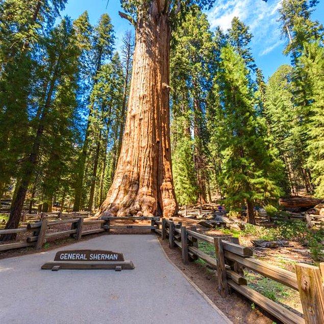 15. Dünyadaki yaşayan en yaşlı şey General Sherman adındaki bir sekoya ağacıdır.