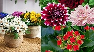 Çiçeklerinizin Capcanlı ve Sağlıklı Olmasını Sağlayacak  13 Öneri