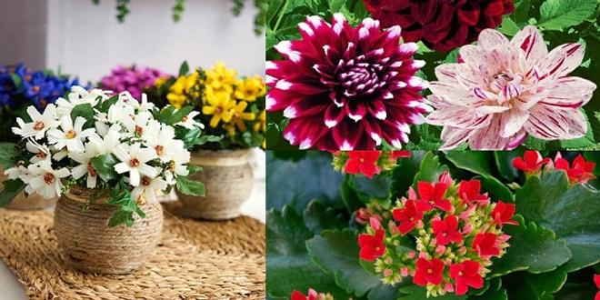 Çiçeklerinizin Capcanlı ve Sağlıklı Olmasını Sağlayacak  13 Öneri