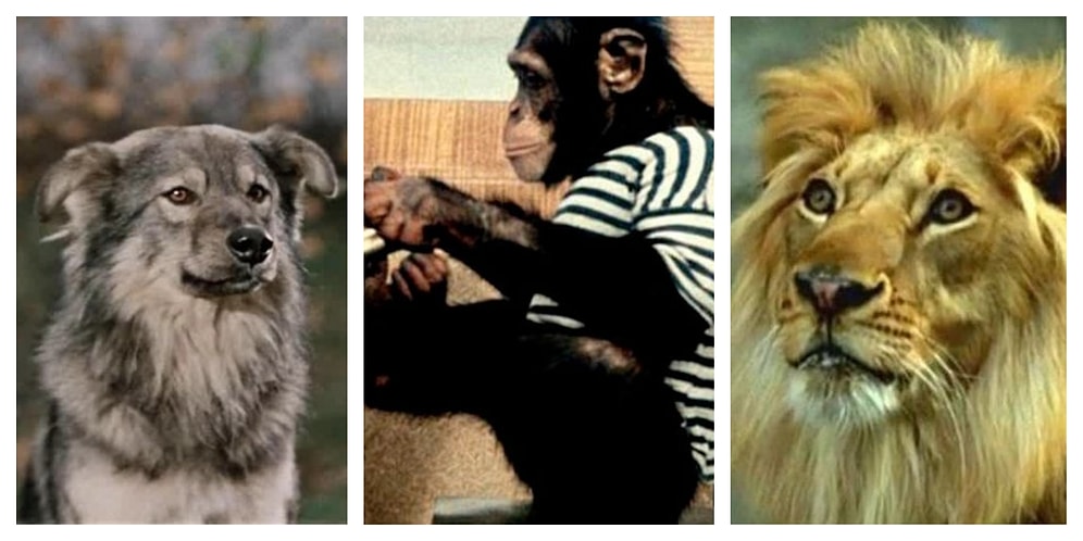 Тест: Вы по-настоящему внимательный зритель, если сможете вспомнить, в каких русских фильмах видели этих животных