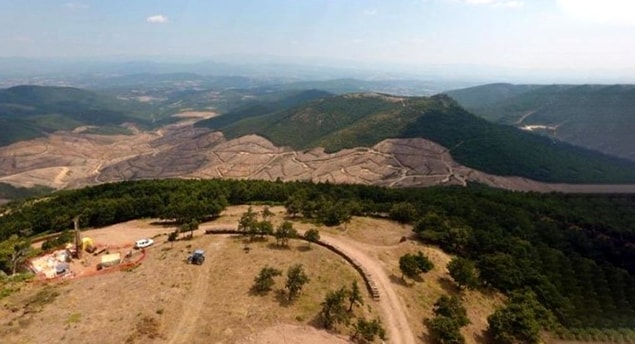 "Küçük ağaçlar kesilirken hesaba katılmıyor"