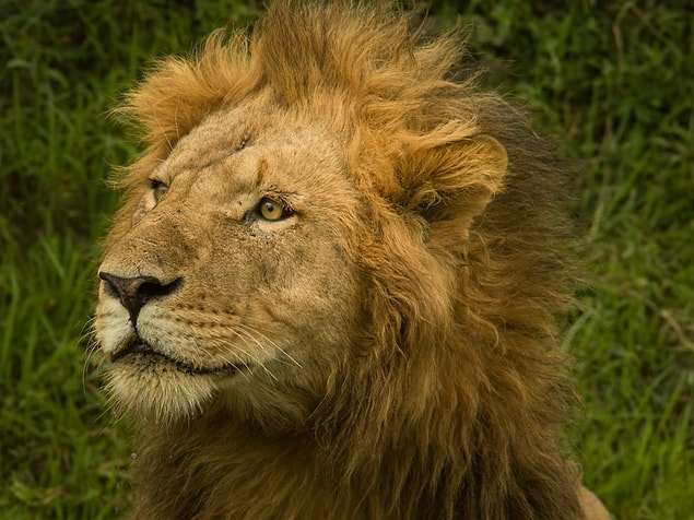 Aslan