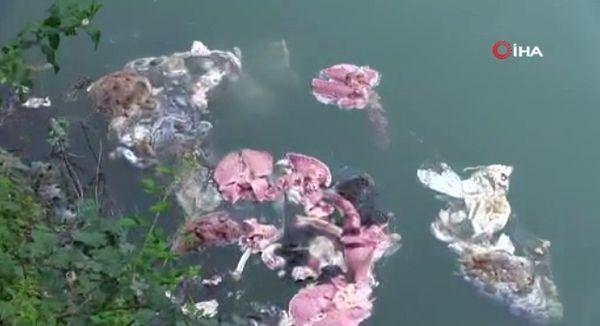 Muratlı Baraj gölü üzerinde çevre köylerinden geldiği tahmin edilen kurban atıkları ve çöpler çevrede kötü kokuya neden oldu.