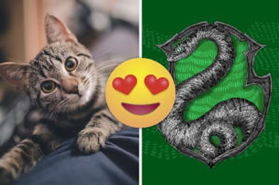 Тест: Выберите милых животных, а мы определим вас в один из факультетов Хогвартса