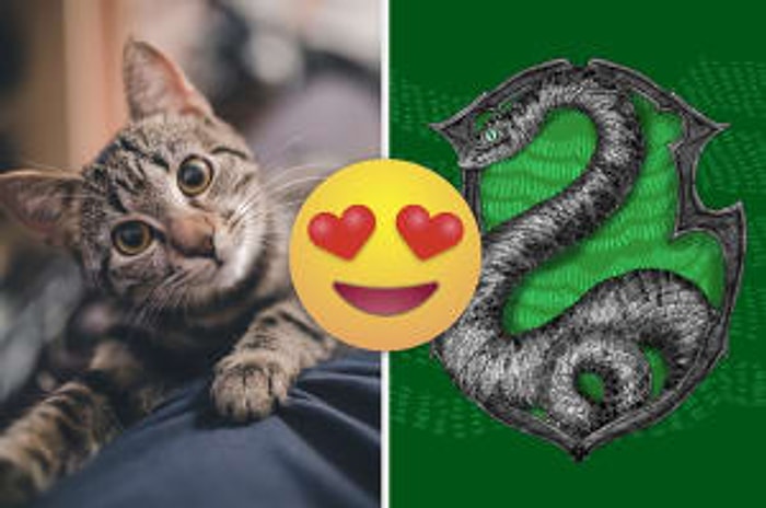 Тест: Выберите милых животных, а мы определим вас в один из факультетов Хогвартса