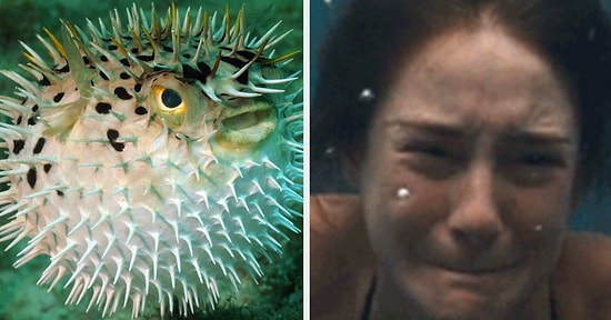 Тест: 8 из этих рыб опасны. Сможете выбрать ту, которая не причинит вам вреда?