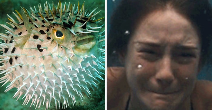 Тест: 8 из этих рыб опасны. Сможете выбрать ту, которая не причинит вам вреда?