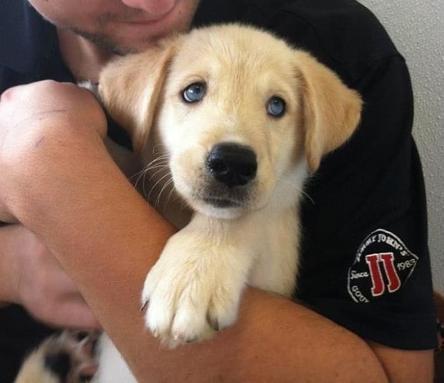 1. Husky + Golden Retriever (Goberian)
