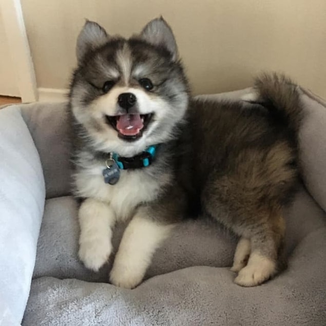 3. Husky + Pomeranian (Pomsky)