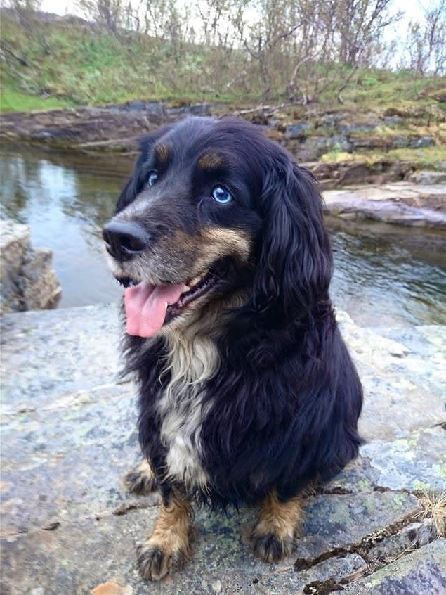 6. Husky + Cocker Spaniel + Alman Çoban Köpeği