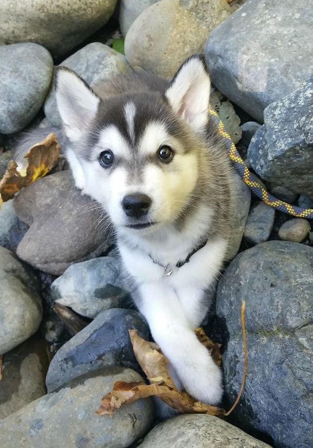 7. Husky + Kore Jindo Köpeği