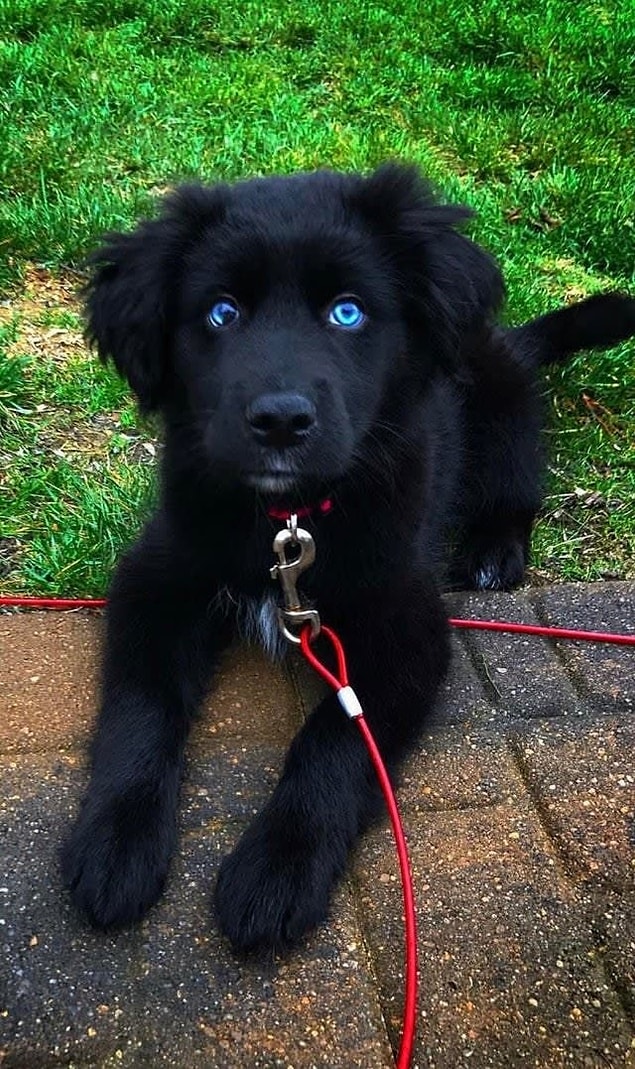 10. Husky + Golden Retriever + Boxer