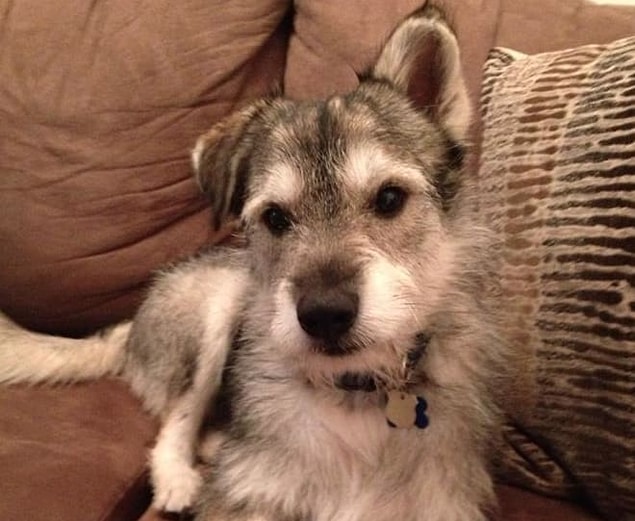 11. Husky + İrlanda Terrier Köpeği