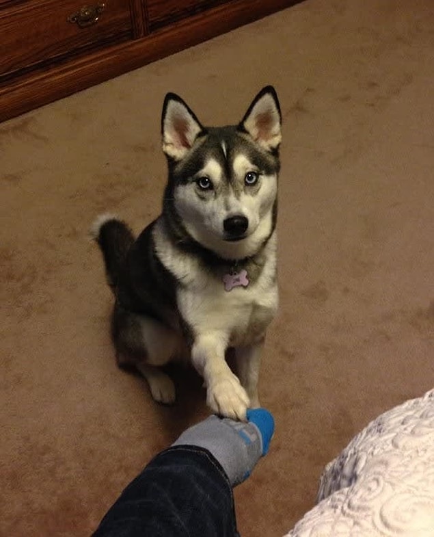15. Husky + Shiba Inu (Husky Inu)