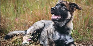 Bir An Önce Tanıyıp Sıkıştırarak Sevmeniz Gereken 21 Sibirya Kurdu Kırması Can Dostu