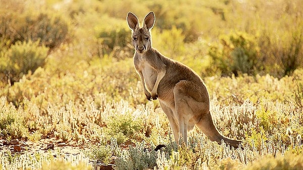 Показать правильный ответ: