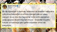 Hayvanların Zehirlendiği, Dövüştürüldüğü ve Ölüme Terk Edildiği İddia Edilen Diyarbakır'daki Barınakta Yaşananlara İnanamayacaksınız!