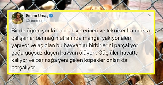 Hayvanların Zehirlendiği, Dövüştürüldüğü ve Ölüme Terk Edildiği İddia Edilen Diyarbakır'daki Barınakta Yaşananlara İnanamayacaksınız!