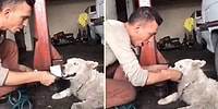 İnsan Dostunun Parayla Yapmaya Çalıştığı Komiklikleri 'Ben Bu Oyunu Bozarım' Diyerek Bozan Köpek