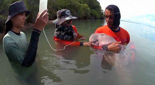 Meryem adı verilen deniz ineği, Nisan ayında Tayland'da bir sahile vurmasının ardından kurtarılarak korumaya alınmıştı.