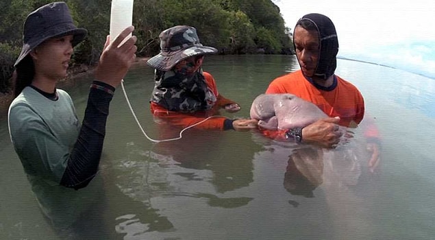 Meryem adı verilen deniz ineği, Nisan ayında Tayland'da bir sahile vurmasının ardından kurtarılarak korumaya alınmıştı.