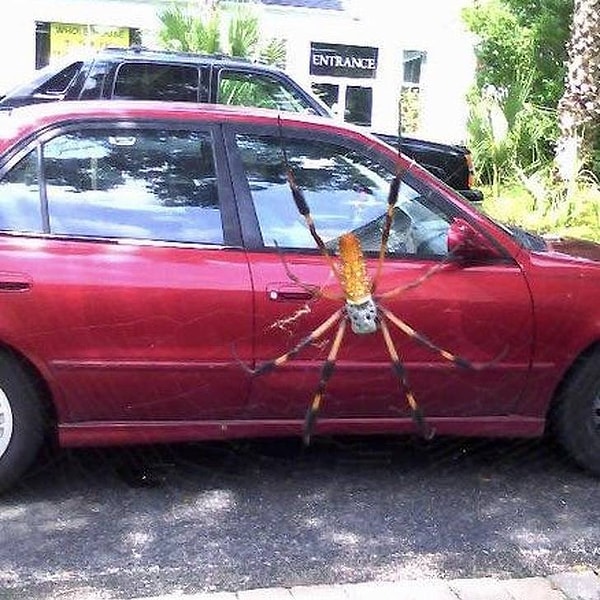 11. Арахнофобы, вы здесь?