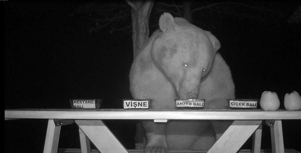 Tesisin çevresine de foto kapan kameraları yerleştiren Sedef, ayıların hareketlerini takibe aldı. Kafes dışına bal, ekmek ve meyve bırakan Sedef, kovanlarını yine de ayılardan koruyamadı.
