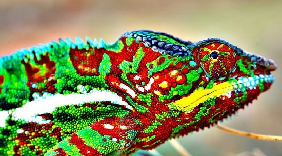 Hangi Sürüngensin?