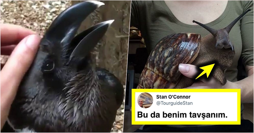 Tavşan mı Kuzgun mu Olduğu Anlaşılamayan Hayvan Sosyal Medyayı Kırıp Geçirdi, Şakalar Havalarda Uçuştu!