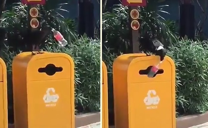 Kuş Yapabiliyorsa Siz de Yapabilirsiniz: Pet Şişeyi Çöpe Bırakan Kuştan İnsanları Utandıracak Hareket!