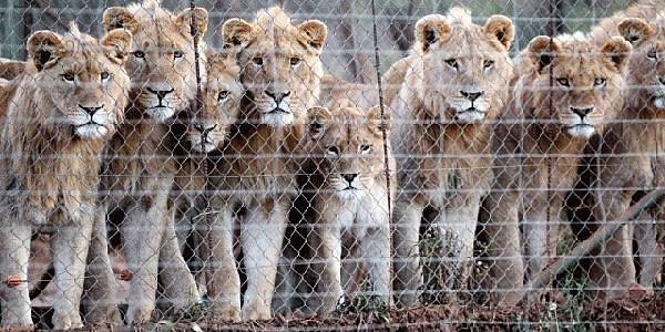 Sınırlı bir alanda tutulan hayvanın öldürülmesiyle yapılan "konserve avcılık" için de kullanılıyor aslanlar.