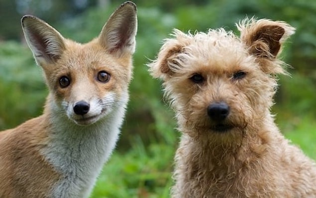 9. Tilki ve köpek kırması olan hayvana İngilizce'de "Dox" denir.