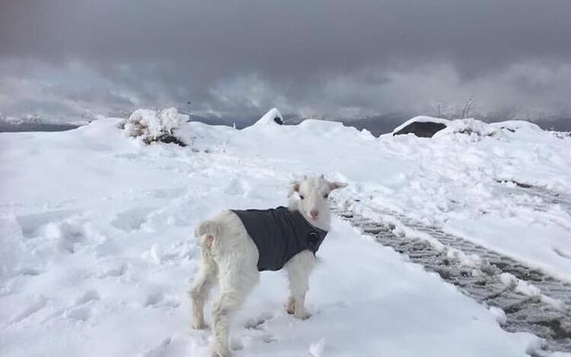 12. İskoçya'da kar anlamına gelen 421 kelime vardır.