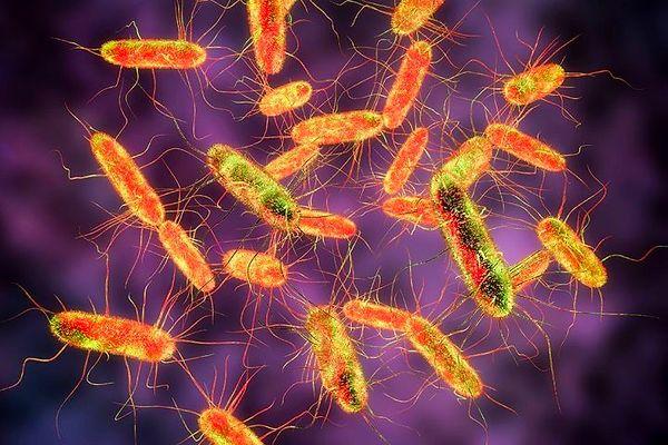 Salmonella en kısa tanımıyla bağırsak sistemini etkileyen yaygın bir bakteriyel hastalık.
